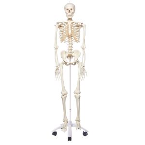 Modèles du Squelette - Anatomie - Moyens Éducatifs