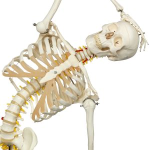 Squelette Anatomique Humain Physiologique PHIL - YLEA