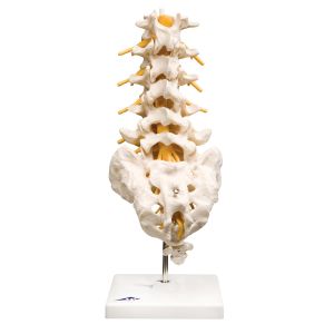 Parties de la Colonne Vertébrale - Modèles du Squelette - Anatomie - Moyens  Éducatifs