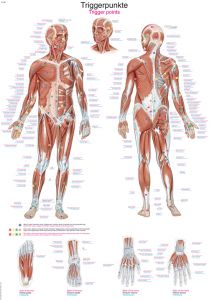 Affiches d'Anatomie - Anatomie - Moyens Éducatifs