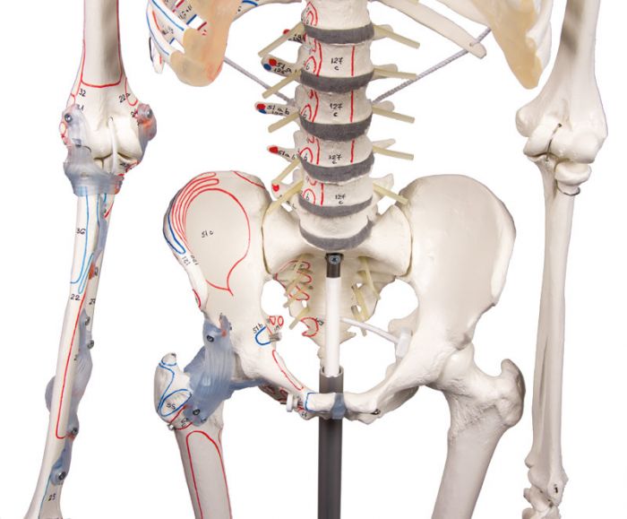 Squelette humain modèle anatomique + marquage des muscles +