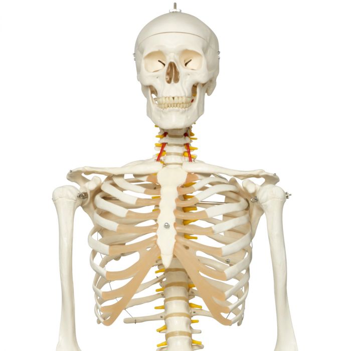 Le corps humain - modèle d'anatomie skelet (85 cm flexible, avec nerfs  spinaux)