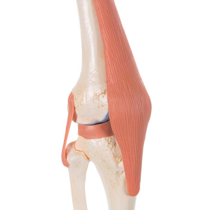 Clinique Pathological Show Knee Joint Modèle Modèle articulaire du genou humain 
