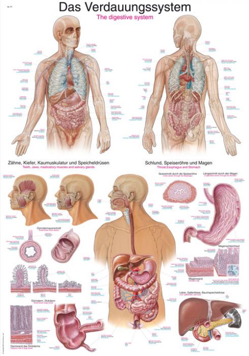 Affiche d'enseignement de l'anatomie humaine du système digestif 60x80cm  corps de