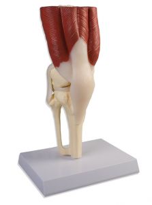 Articulation du genou, taille naturelle, avec muscles
