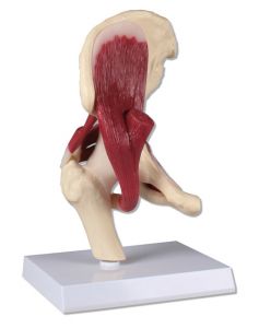Articulation de la hanche, taille naturelle, avec muscles